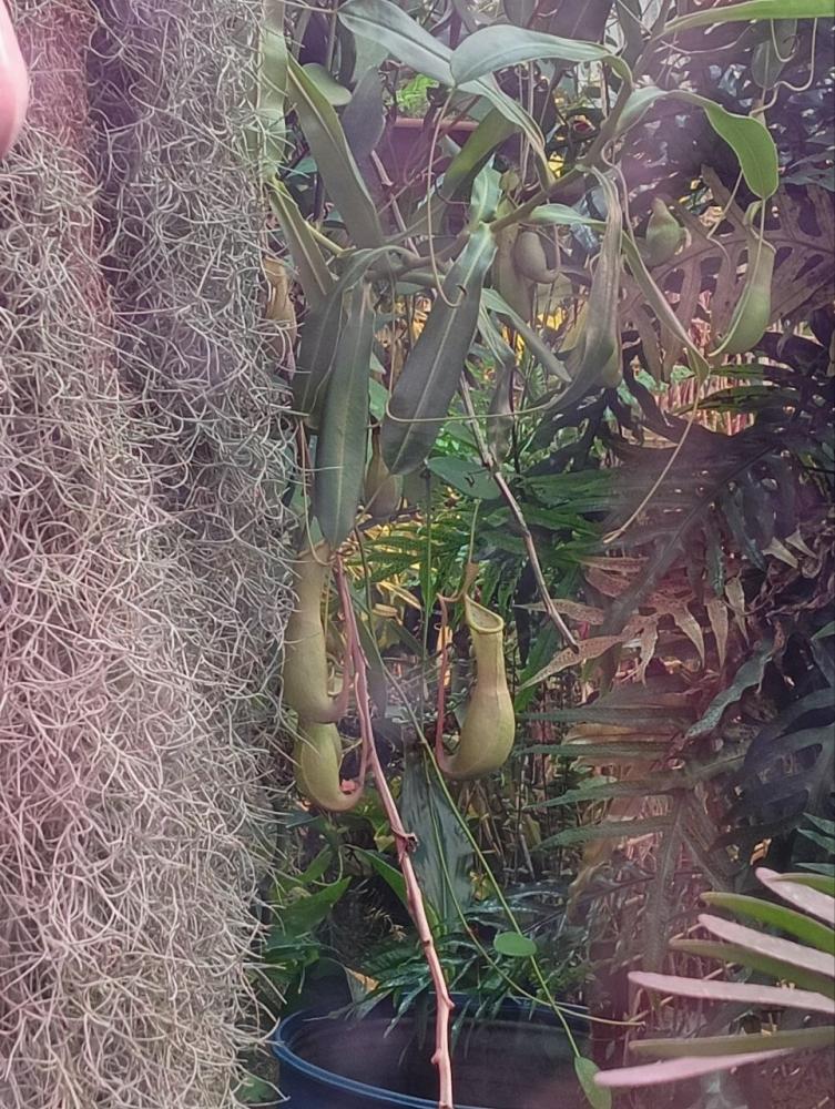 SzevJ1Gfa54eBm9outO8z0q-uFO5BXvNGeKW1tbh5p2Y57824NXnggXtYMkCLt4MFJSNOy65Vn9t1VqmNGPxPmBA